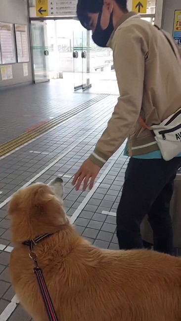 お兄ちゃん見る犬