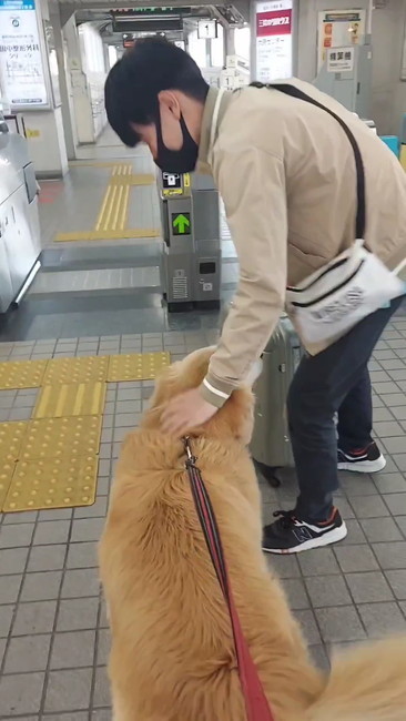 犬をなでる