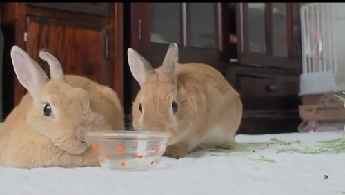 プラケースに寄るウサギ