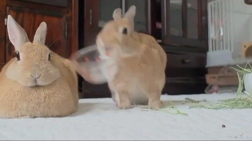 プラケースくわえて