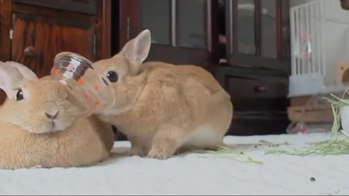 動じないウサギ