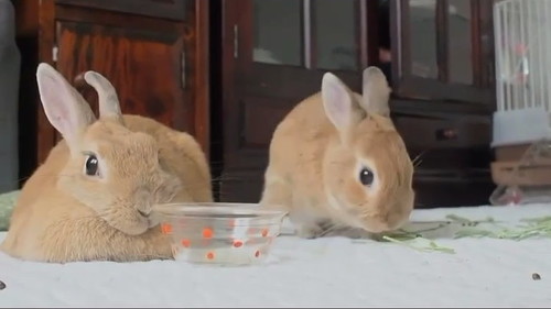 あっち向くウサギ