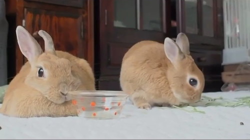 あっち向くウサギ