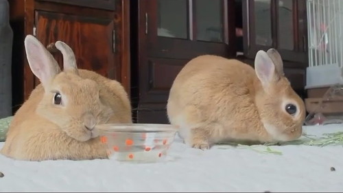 不思議な顔のうさぎ