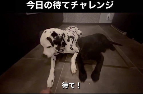 並ぶ犬