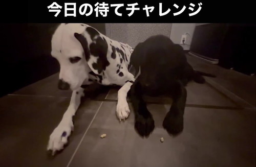 待っている犬