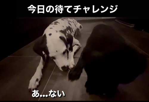 去って行くラブ