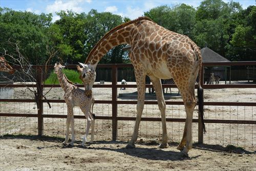 東武動物公園キリン