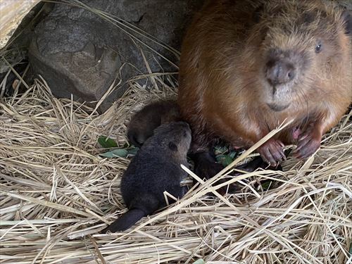 東武動物公園アメリカビーバー