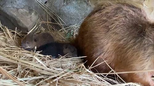 東武動物公園アメリカビーバー