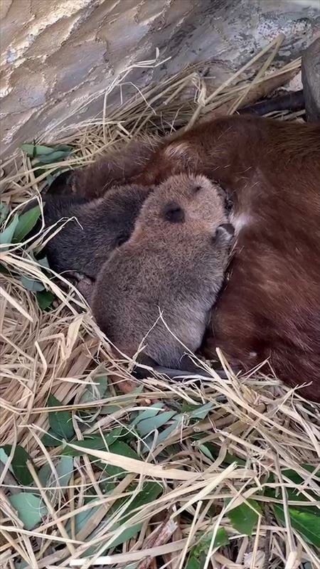 東武動物公園アメリカビーバー