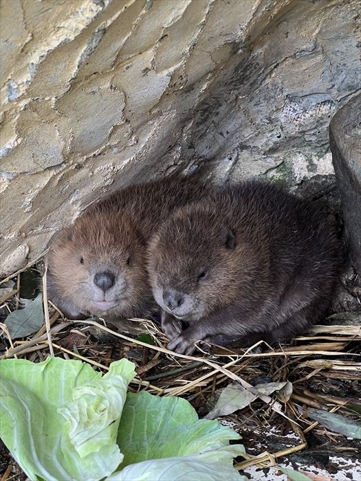 東武動物公園アメリカビーバー