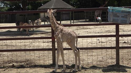 東武動物公園キリン