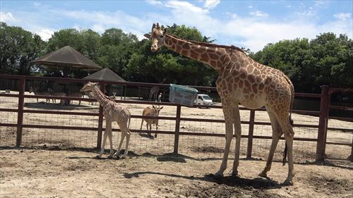 東武動物公園キリン