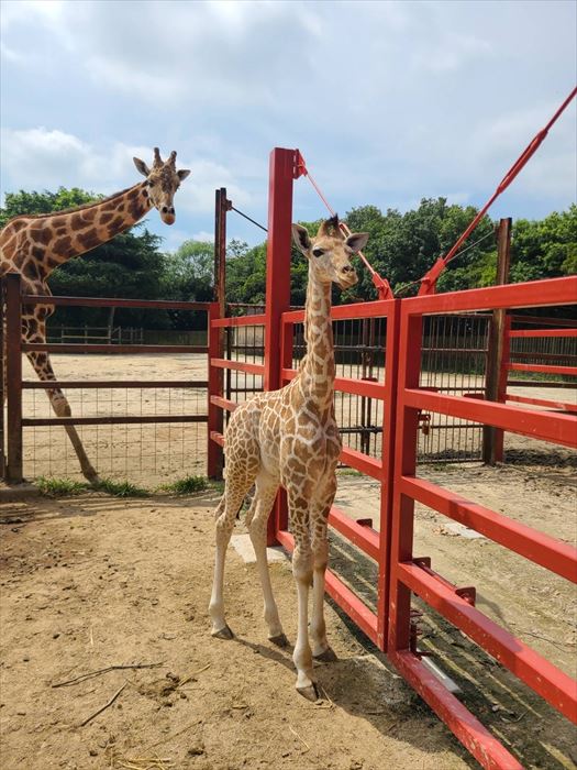 東武動物公園キリン