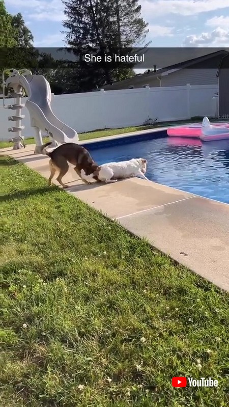 押される犬と押す犬