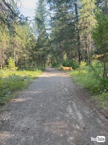 「Son Mistakes Deer For Kangaroo || ViralHog」