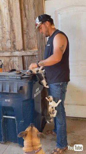 男性によじのぼる子猫たち