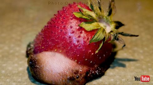 タイムラプス オーブン イチゴ