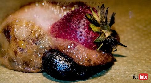 タイムラプス オーブン イチゴ