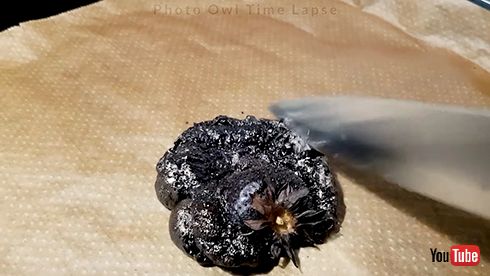 タイムラプス オーブン イチゴ