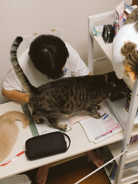 テスト勉強を応援する猫たち