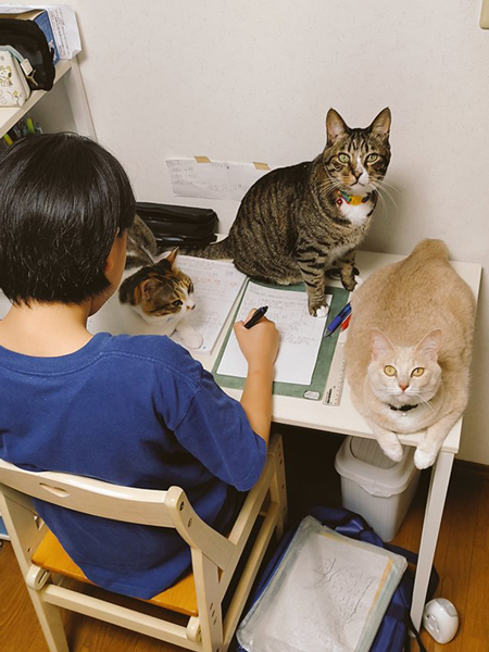 テスト勉強を応援する猫たち