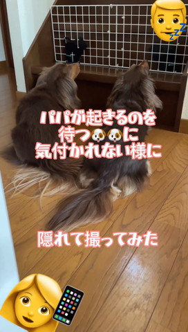 パパまつワンコ