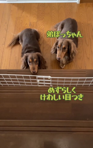 めずらしくけわしい目つきテロップ