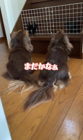 まだかなぁテロップ