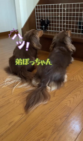 弟ぽっちゃんテロップ