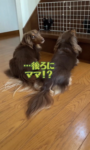 後ろにママテロップ