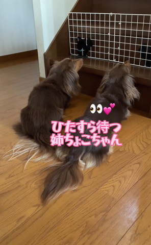 ひたすら待つ姉ちょこちゃん