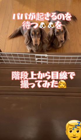 階段下にいるワンコたち