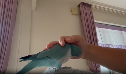 手に包まれるインコ
