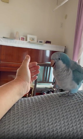 手を見て笑顔のインコ