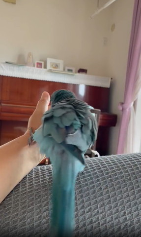 手を蹴るインコ
