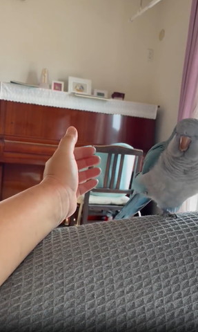 片足あげて手を見てるインコ