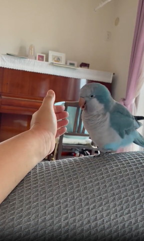 笑顔で手にかけよるインコ