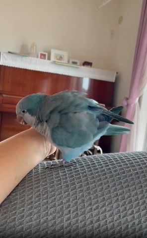 右足で手を蹴ってるインコ