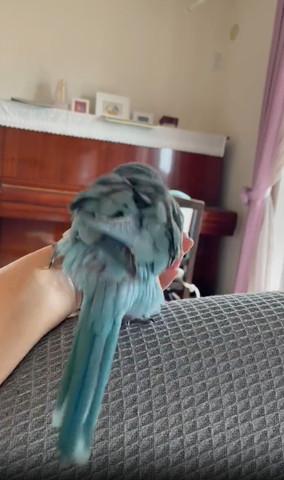 左足で手を蹴るインコ