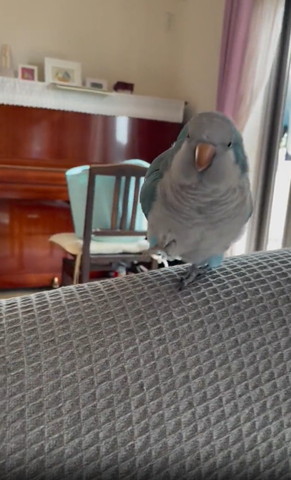 右前足あげてカメラ目線インコ