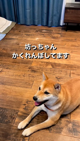 かくれんぼしてますテロップ