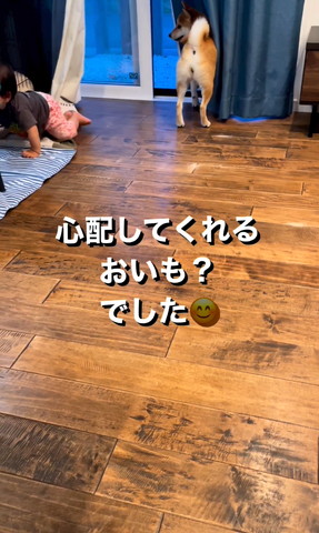 窓際から振り返るワンコ