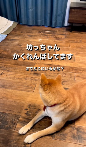 さてどこにいるかなテロップ