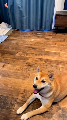 カーテンから手