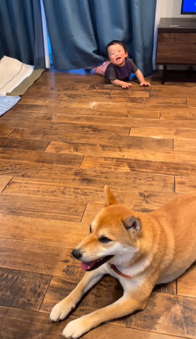 カーテン下から顔出す赤ちゃん