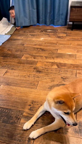 カーテン左から顔出す赤ちゃん