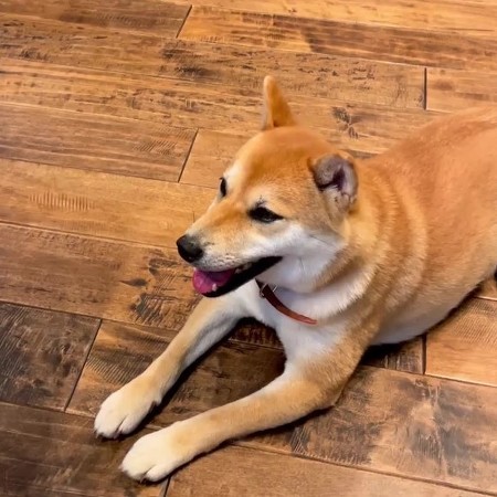 柴犬と息子