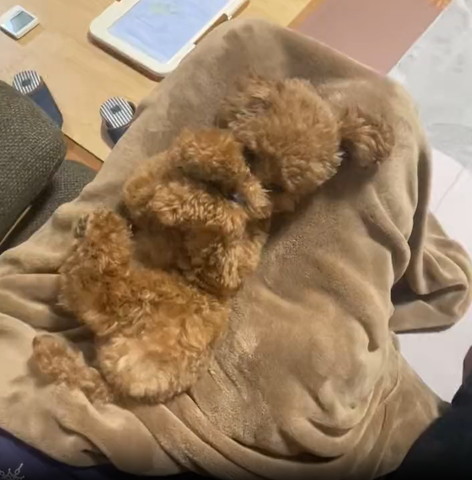 かわいいトイプードル